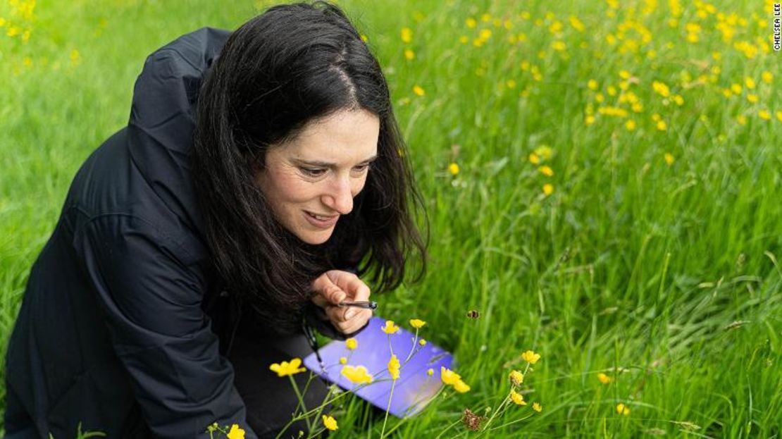 La responsable de conservación de Buglife, Kate Jones, inspeccionando una abeja en un prado rico en flores silvestres en Shropshire, Reino Unido.