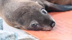 CNNE 1235089 - el regreso de un pequeno lobo marino al mar tras su rescate