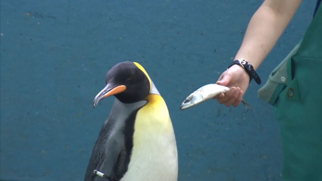 Un empleado del Acuario Hakone-en de Japón agita una caballa cerca de un pingüino, que se aparta. Crédito: TV Asahi