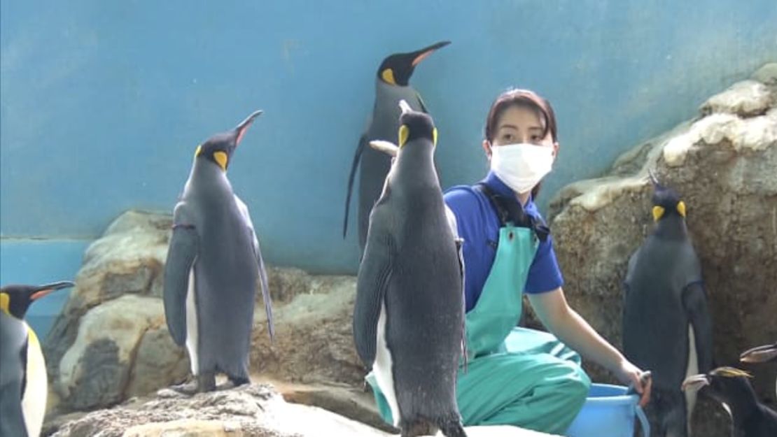 Un empleado del acuario Hakone-en de Japón intenta tentar a los pingüinos con caballa, con poco éxito. Crédito: TV Asahi