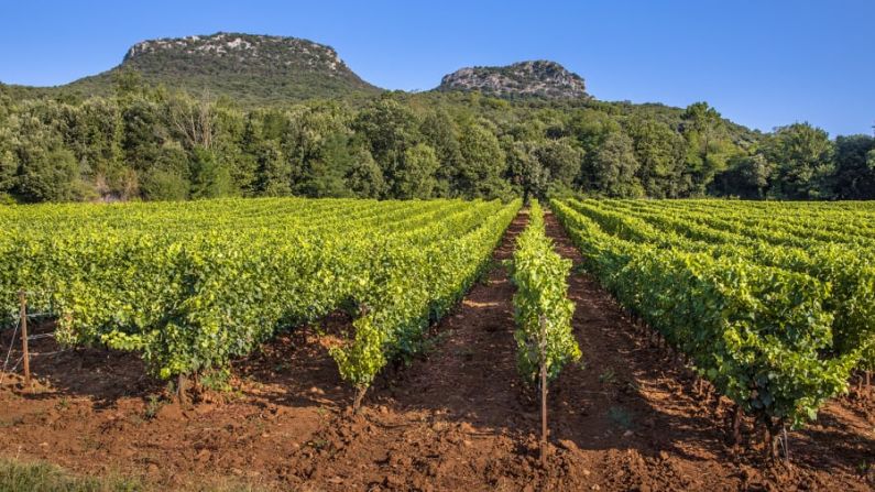 Región vinícola: la región se ha convertido en un importante centro de producción de vino orgánico. Las vides están arraigadas aquí desde hace miles de años. Crédito: creativenature.nl/Adobe Stock