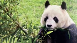 CNNE 1235474 - panda mas longeva de mexico muere despues de su cumpleanos