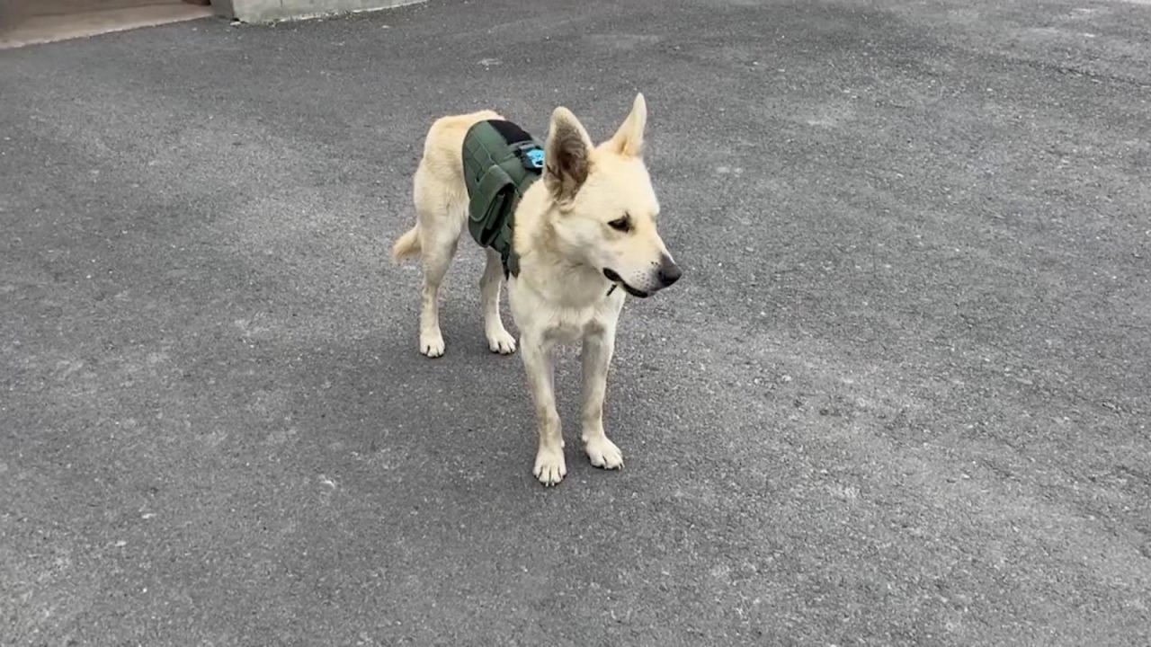 CNNE 1236125 - de un refugio de perros rescatados a binomio canino