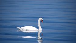 CNNE 1236864 - cisnes prefieren pelear por comida que descansar