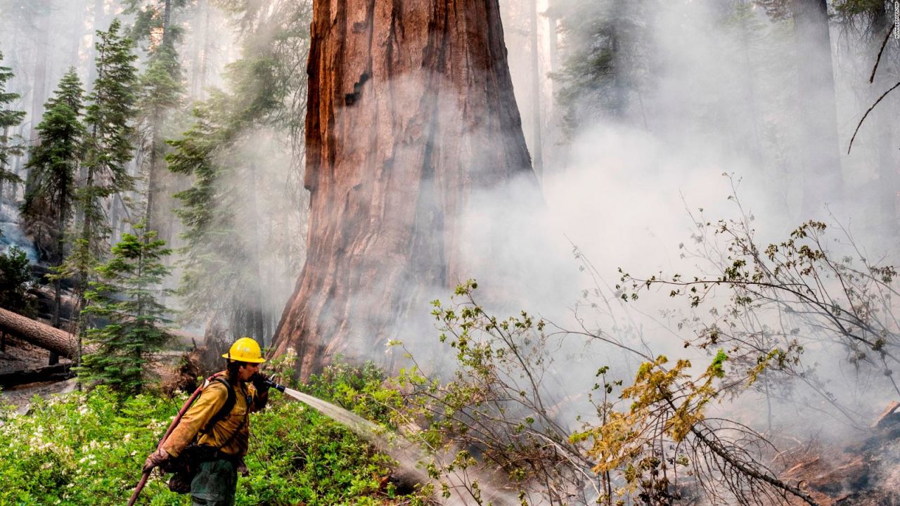 CNNE 1236915 - bomberos luchan para proteger a secuoyas en california