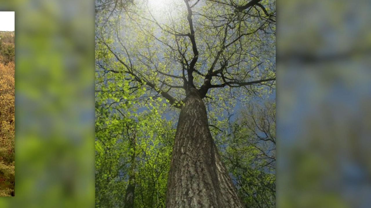 CNNE 1237870 - conoce al arbol que cuida el medio ambiente publicando tuits