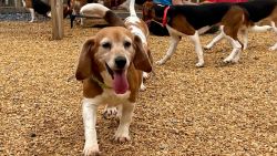 CNNE 1237893 - 4-000 beagles rescatados, en adopcion en ee-uu-