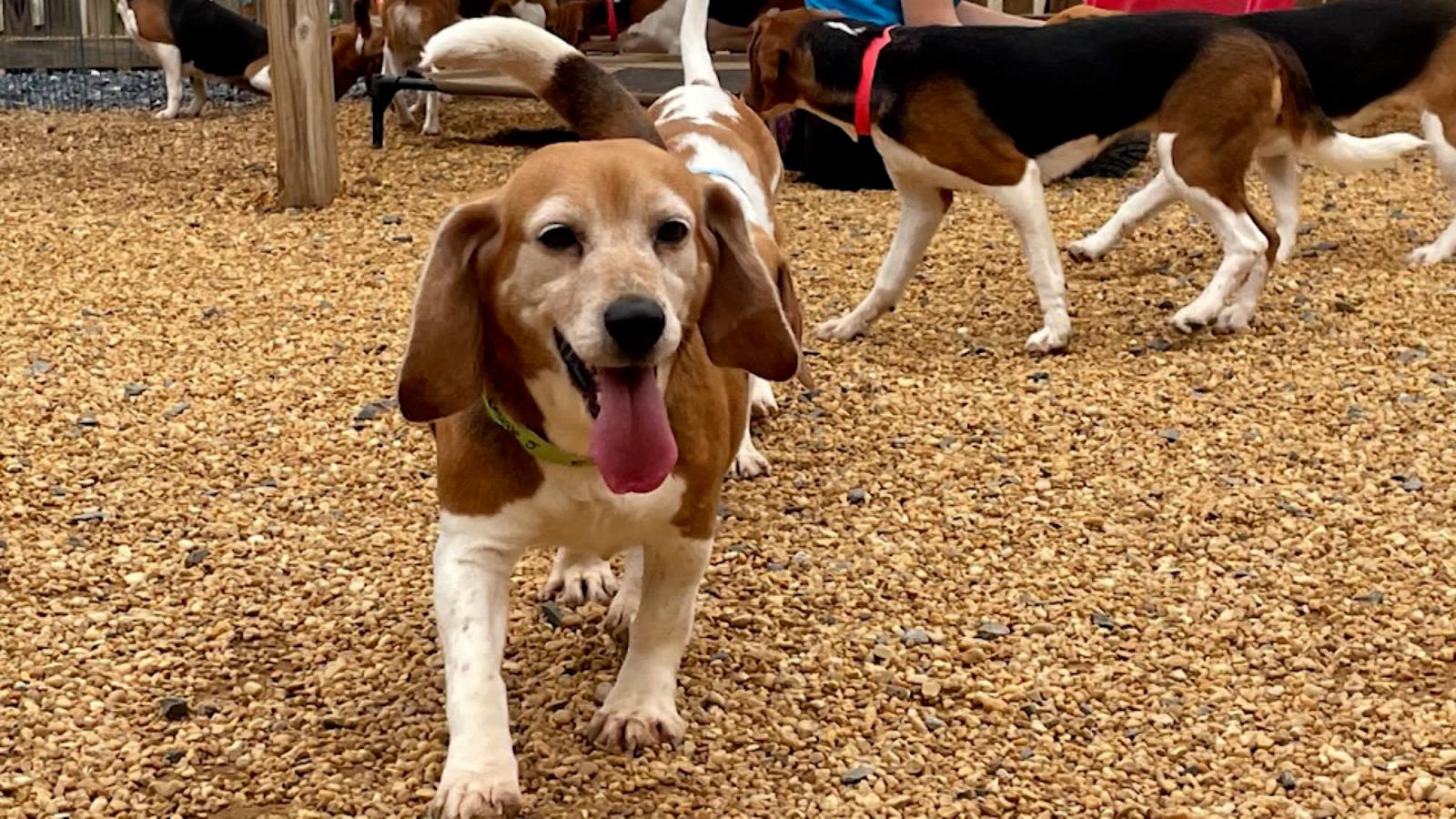 cuánto tiempo mantienen los perros en los refugios de animales