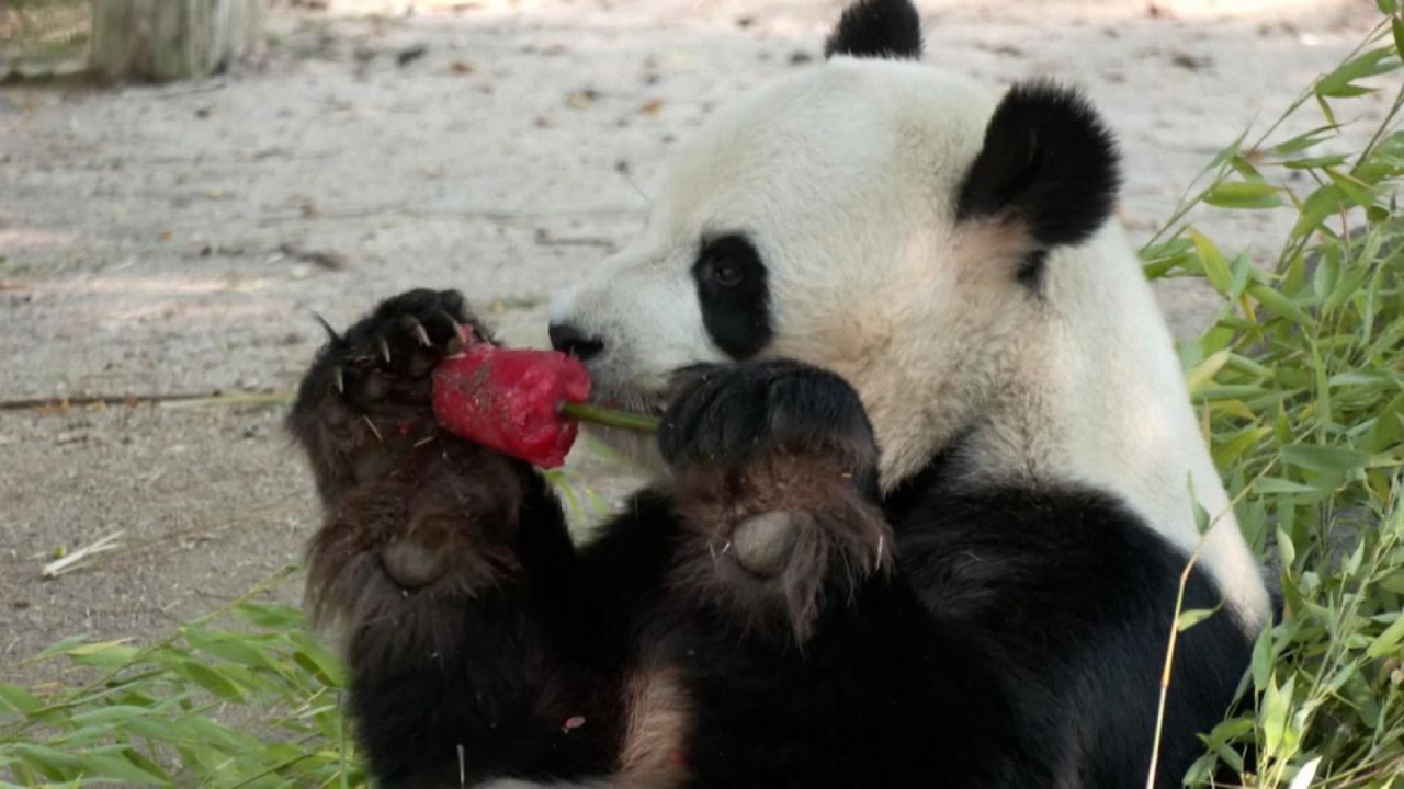 CNNE 1238011 - asi se refrescan los animales del zoologico de madrid