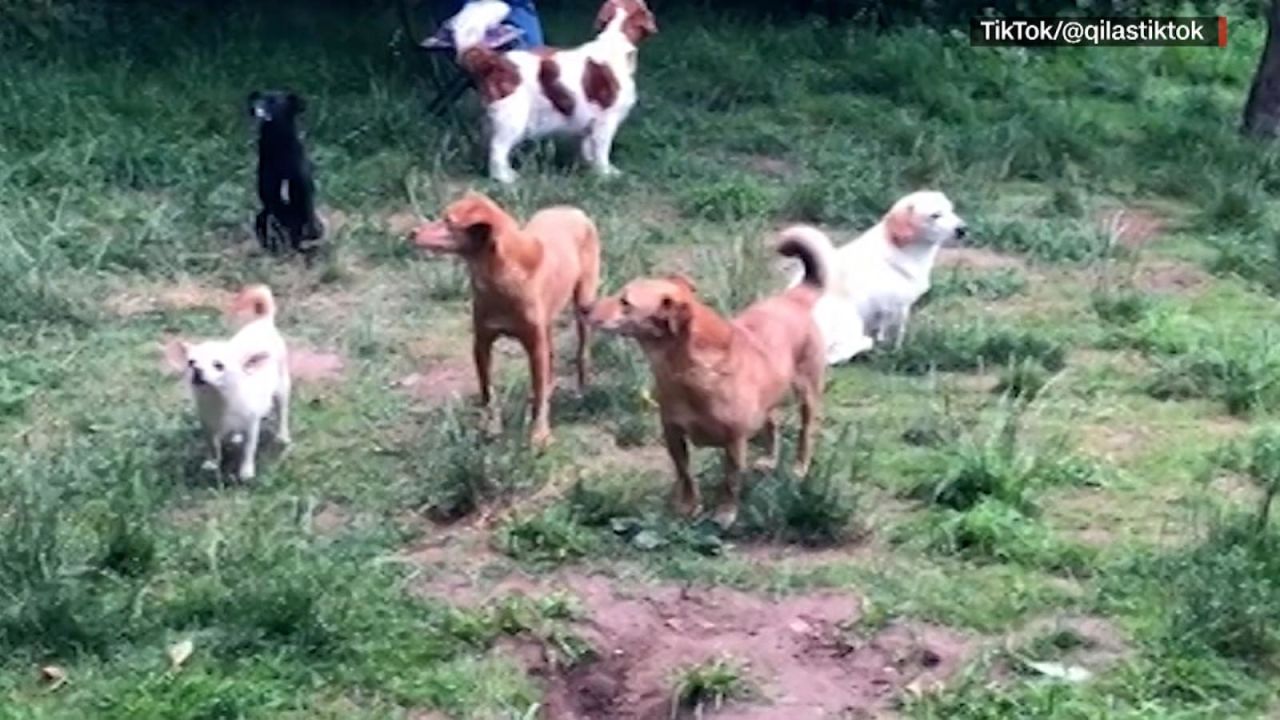 CNNE 1238196 - mira este divertido encuentro entre perros introvertidos