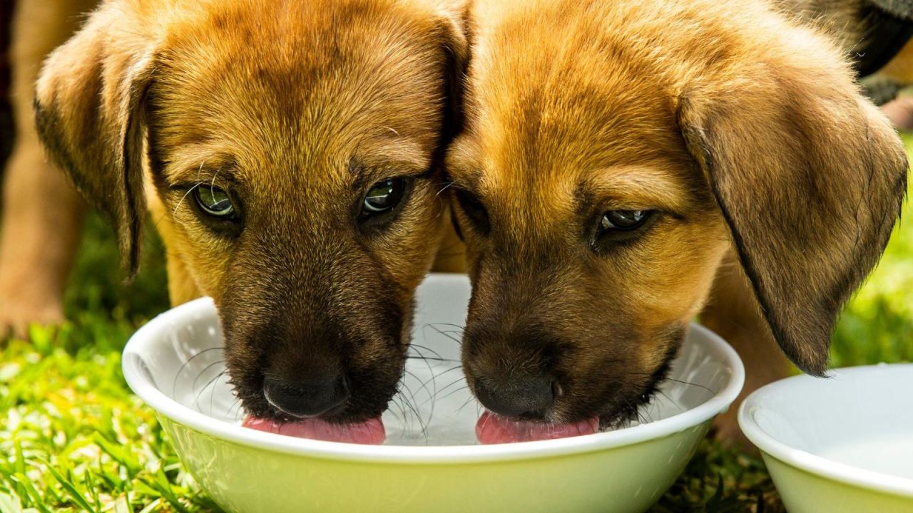 CNNE 1238642 - esta provincia argentina reconoce a las mascotas como "seres sintientes"