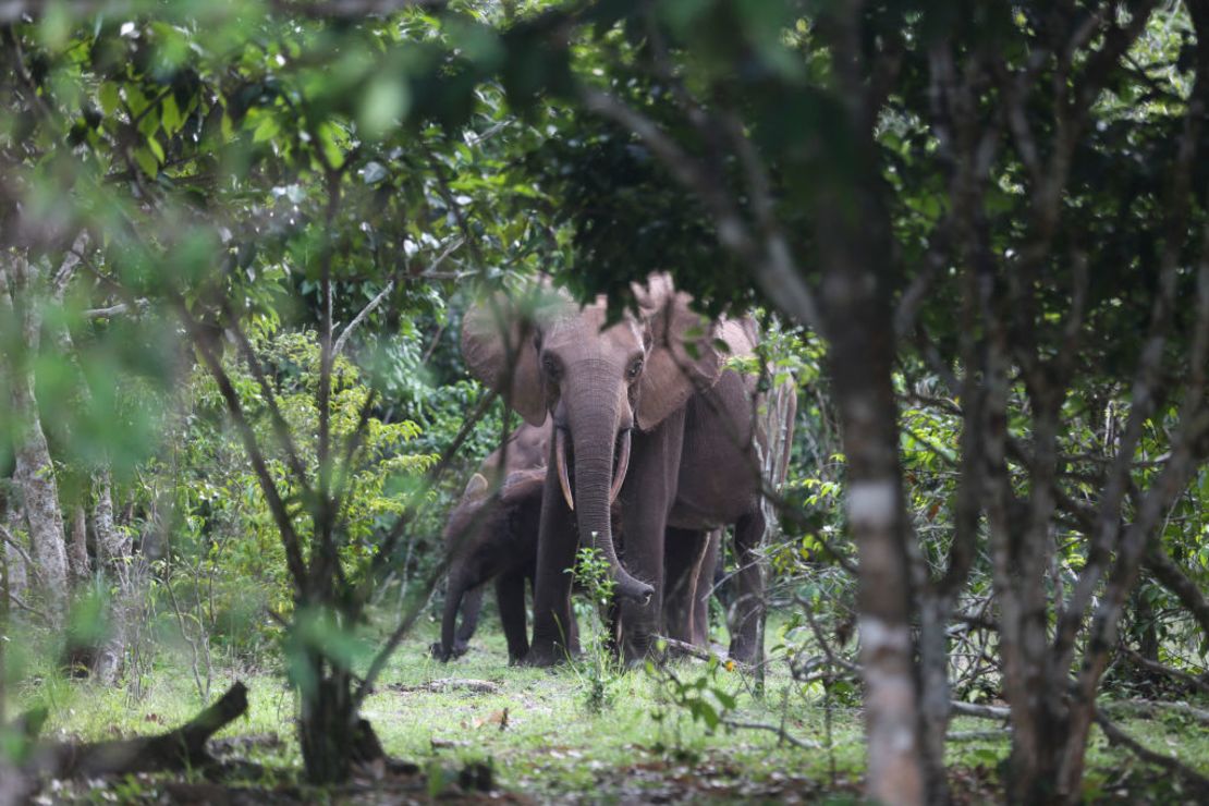 CNNE 1239175 - gabon-environment-conservation-biodiversity