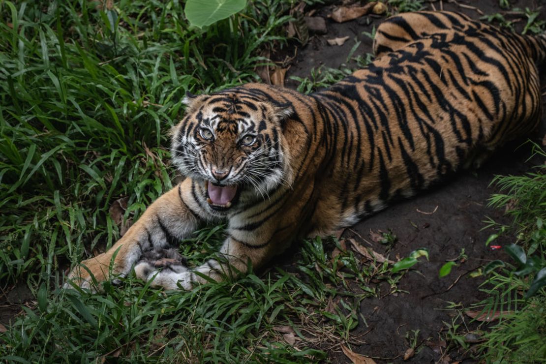 CNNE 1239176 - indonesia's zoo animals face food shortage amid the coronavirus pandemic
