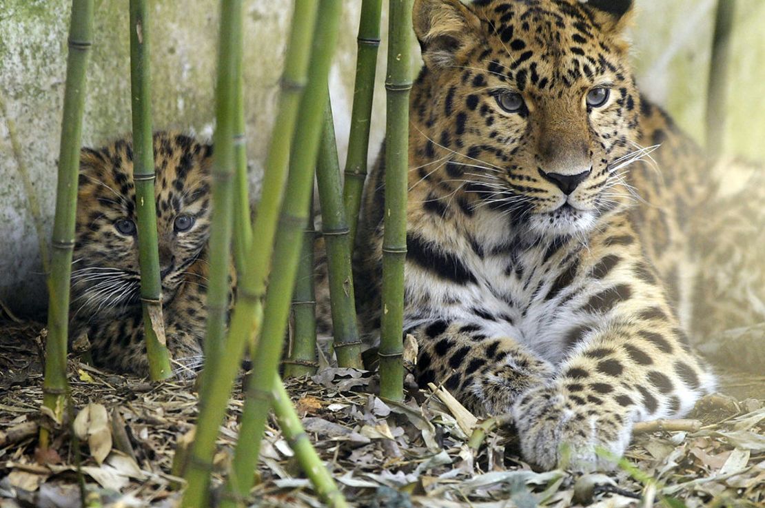 CNNE 1239234 - one (l) of the three newly-born amur leo