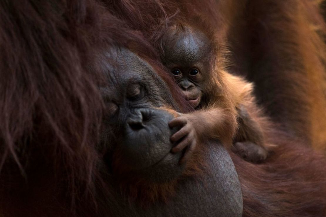 CNNE 1239237 - spain-animals-orangutan-baby