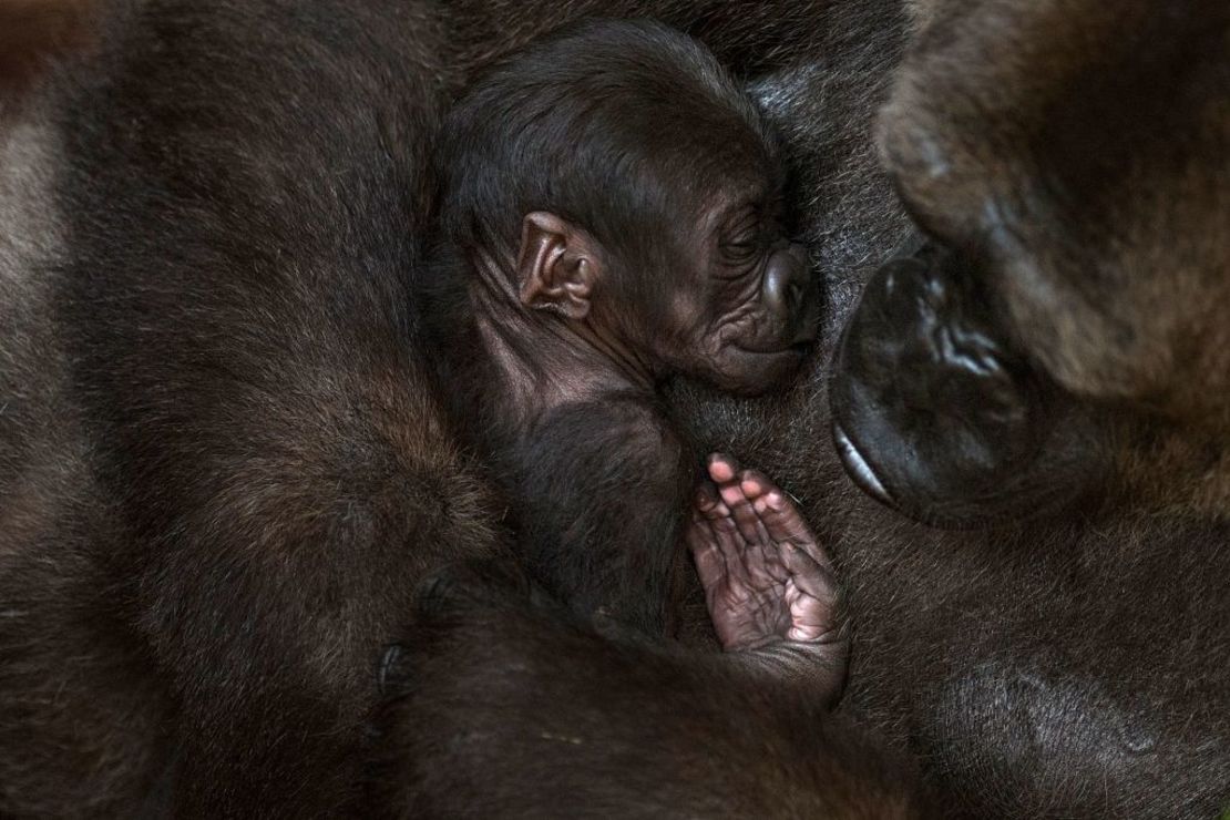 CNNE 1239239 - topshot-spain-animals-gorilla