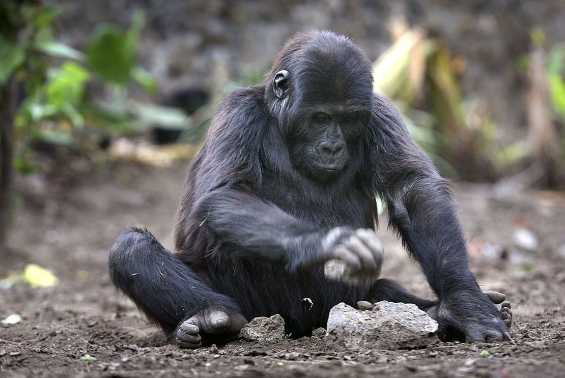 CNNE 1239241 - congo battles to save wildlife after years of war and poaching