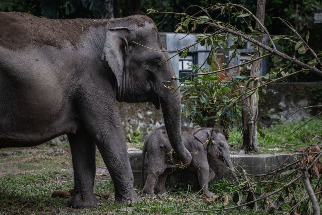 CNNE 1239247 - indonesia's zoo animals face food shortage amid the coronavirus pandemic