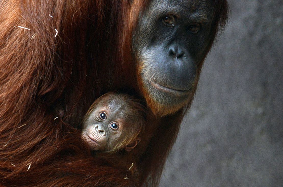 CNNE 1239248 - czech-zoo-orangutan