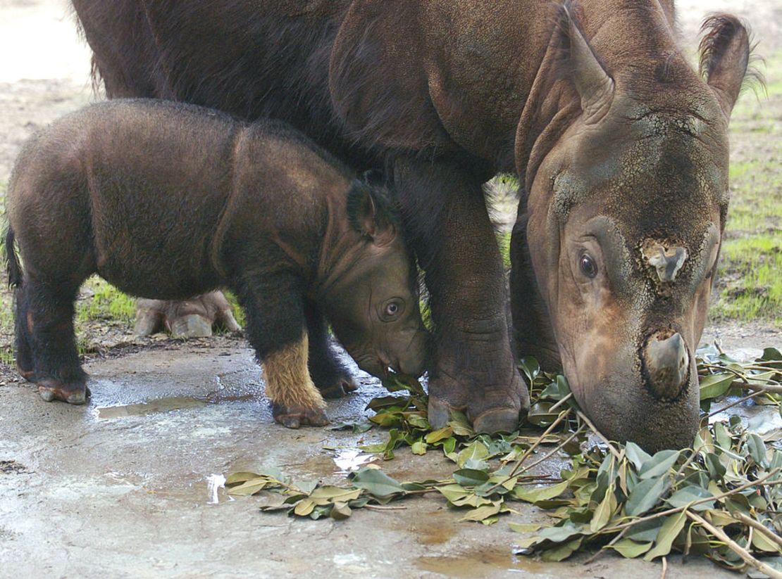 CNNE 1239250 - cincinnatti zoo?s baby sumatran rhino makes first public appearance