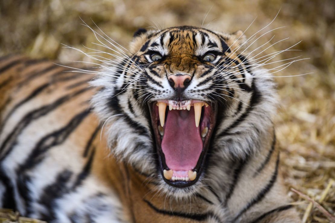 CNNE 1239251 - edinburgh zoo reopens to the public as scotland eases lockdown restrictions