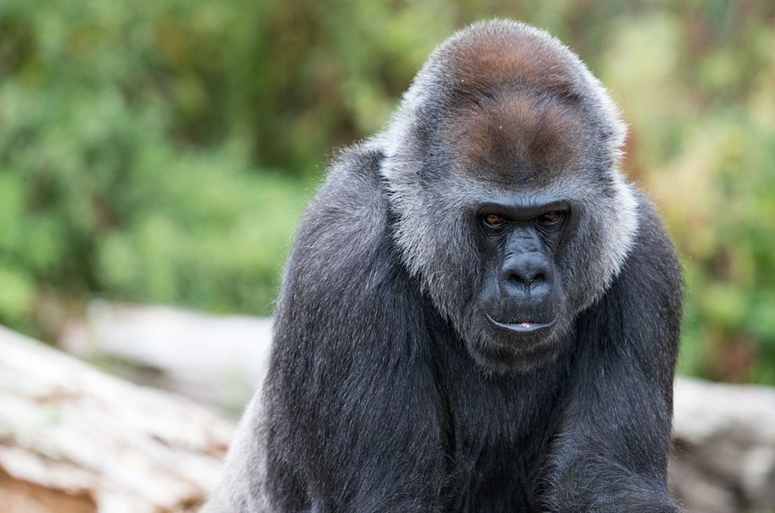 CNNE 1239261 - rare glimpse of bristol zoo's hand reared gorilla as she reaches her six month milestone