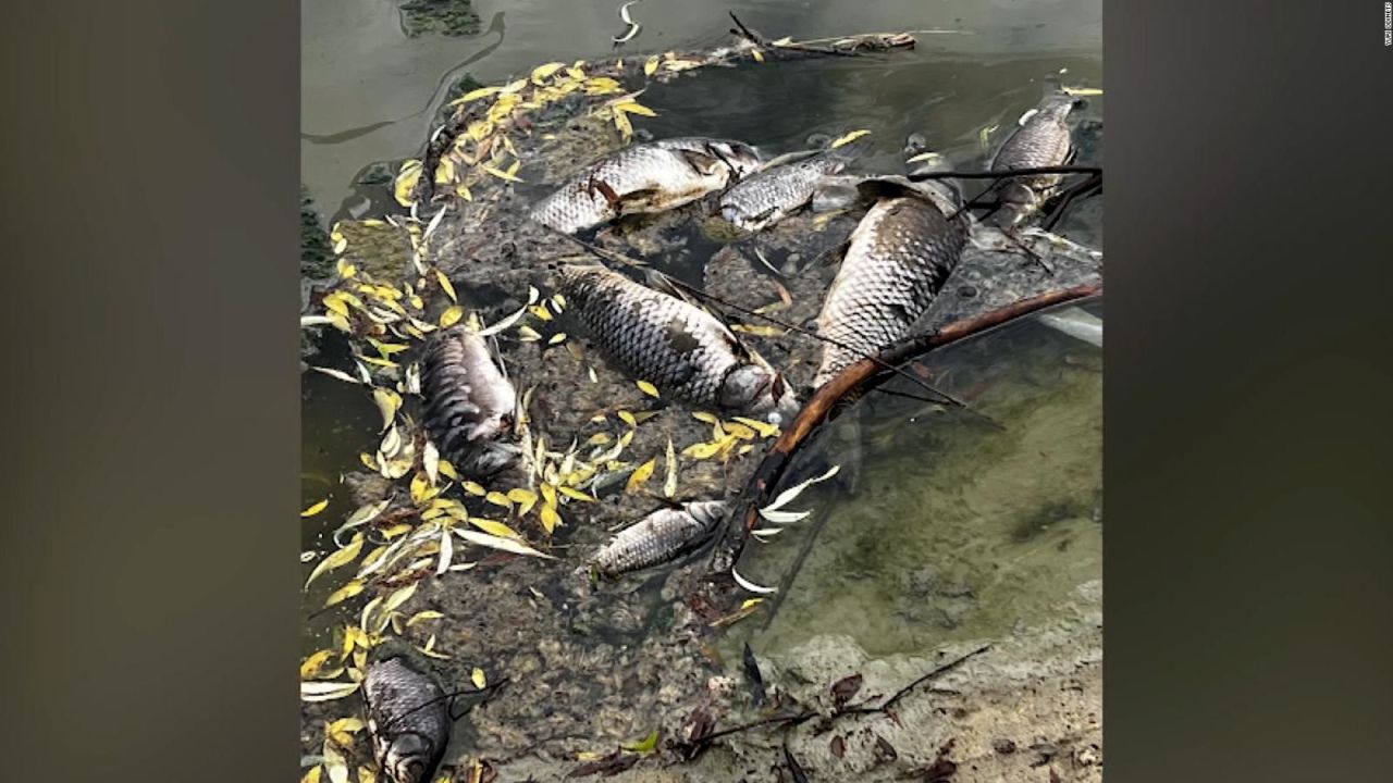 CNNE 1240011 - medioambiente sufre consecuencias de la invasion rusa