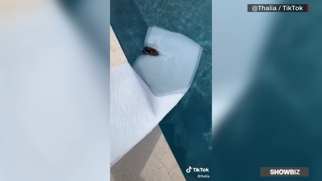 CNNE 1240123 - thalia le salva la vida a un raton que se ahogaba en su piscina