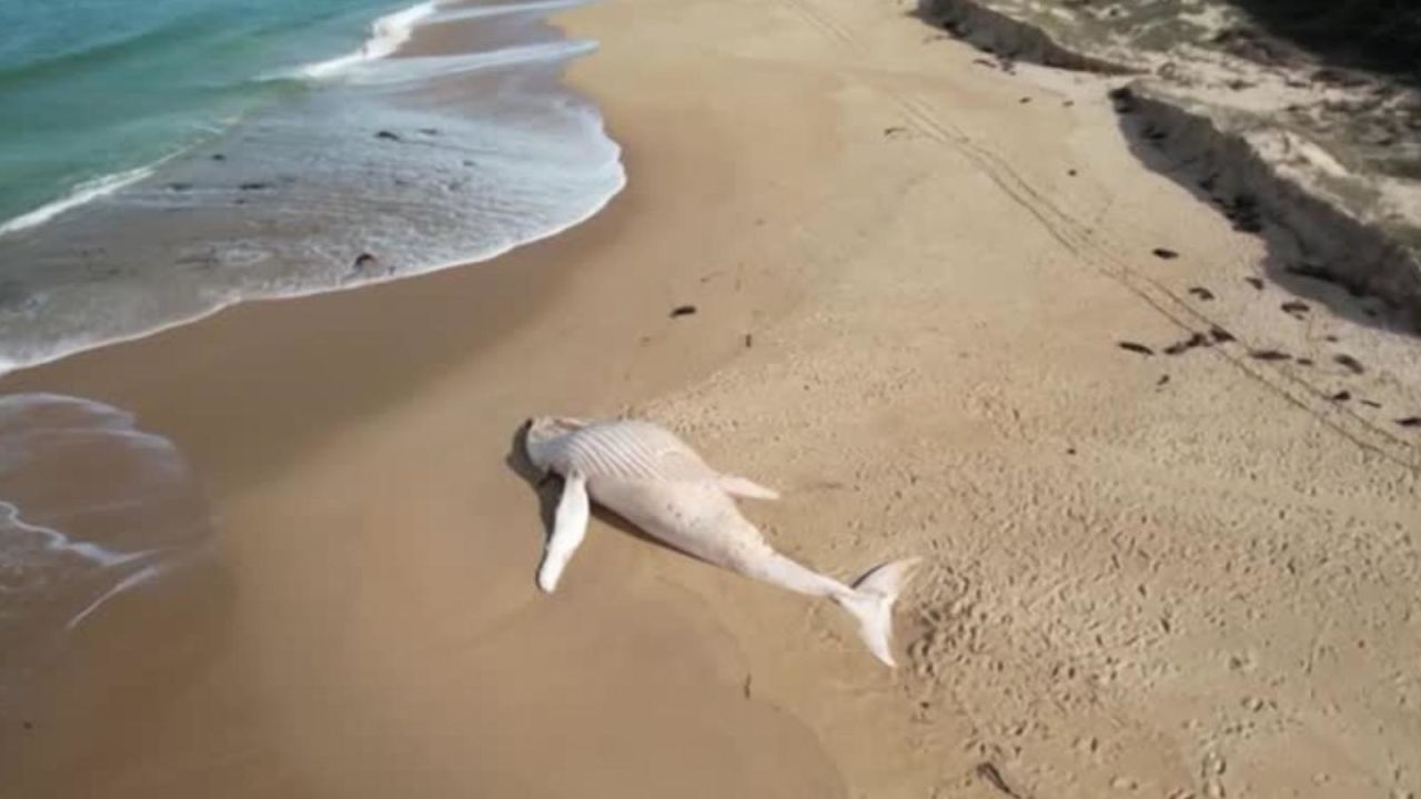 CNNE 1240228 - inusual marea alta arrastro a una ballena blanca muerta a esta playa