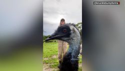 CNNE 1240278 - mira por que este emu se hizo viral en internet