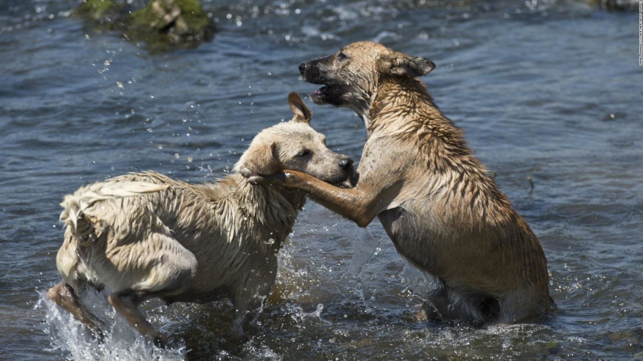 CNNE 1240711 - ¿como proteger a tus mascotas ante la ola de calor?