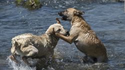 CNNE 1240711 - ¿como proteger a tus mascotas ante la ola de calor?