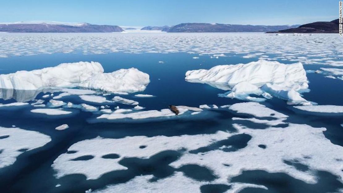 Una foca solitaria toma el sol en el hielo marino frente a la costa noroeste de Groenlandia.