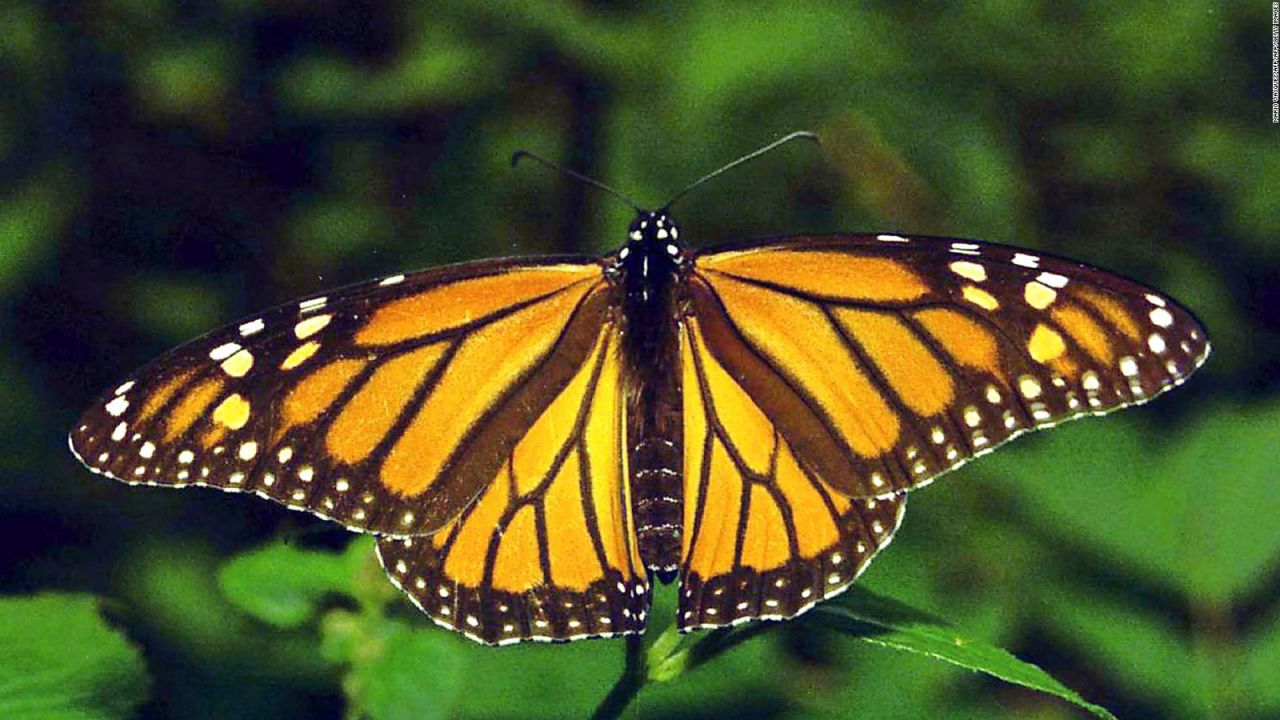 CNNE 1241914 - mariposa monarca, en peligro de extincion