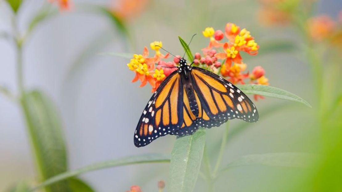 CNNE 1241948 - 220721144450-monarch-butterfly-file-restricted-051322