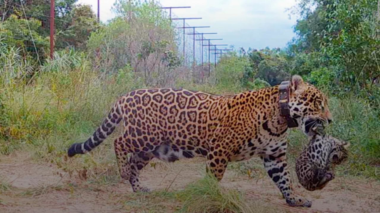 CNNE 1242455 - nacen yaguaretes silvestres tras 70 anos de ausencia en ibera, argentina