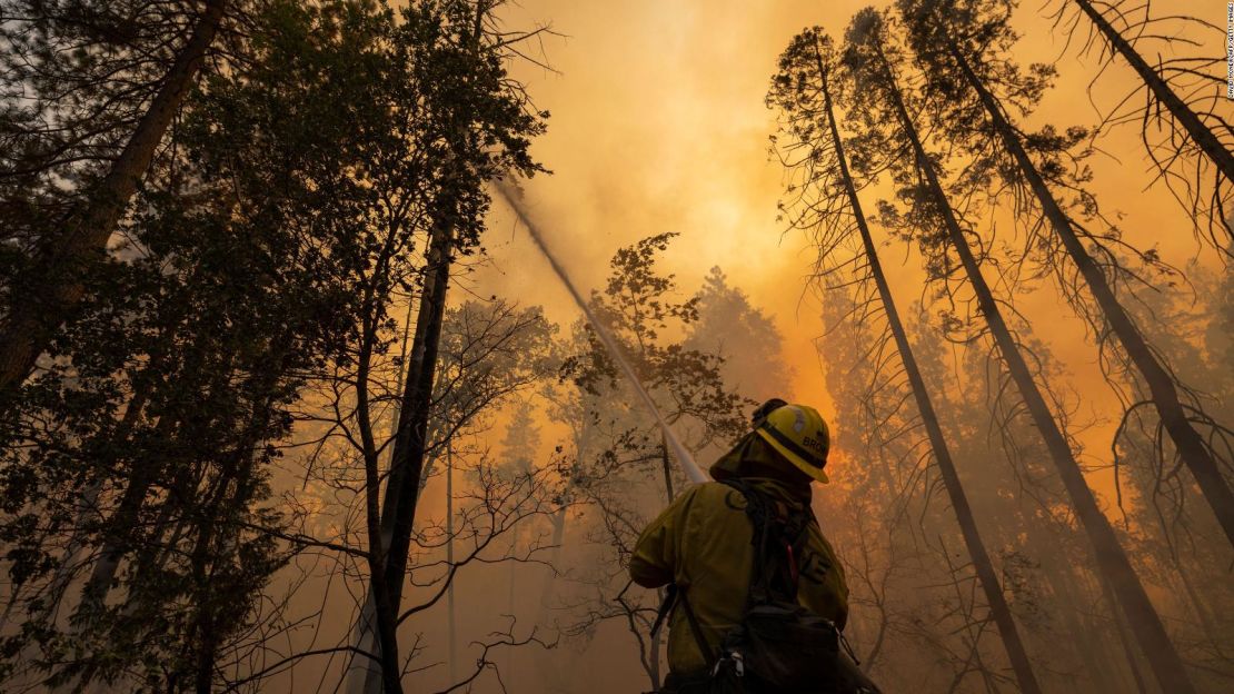 Un bombero lanza agua a un árbol en llamas en el incendio Oak, cerca de Midpines, al noreste del condado de Mariposa, California, este sábado.