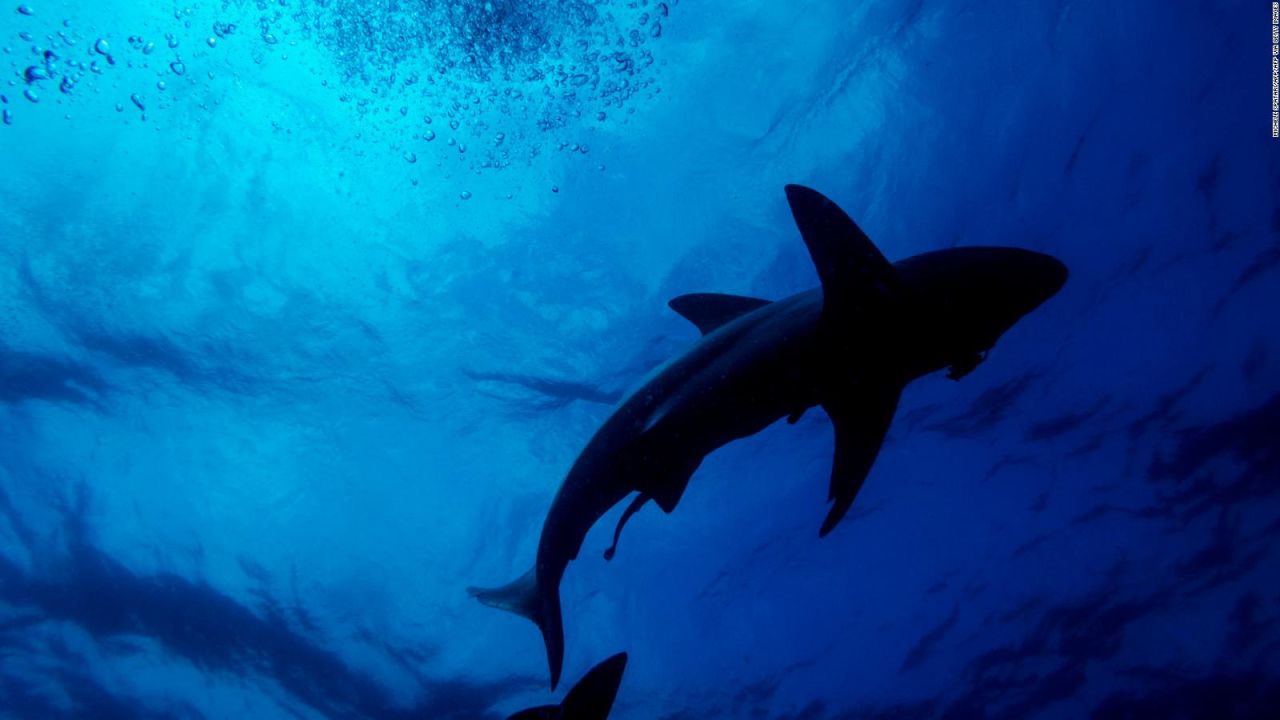 CNNE 1244567 - tiburones de groenlandia viven hasta 400 anos