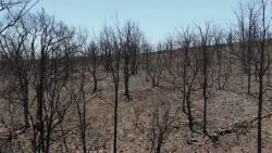 CNNE 1245143 - el antes y despues de la provincia espanola de zamora tras los incendios