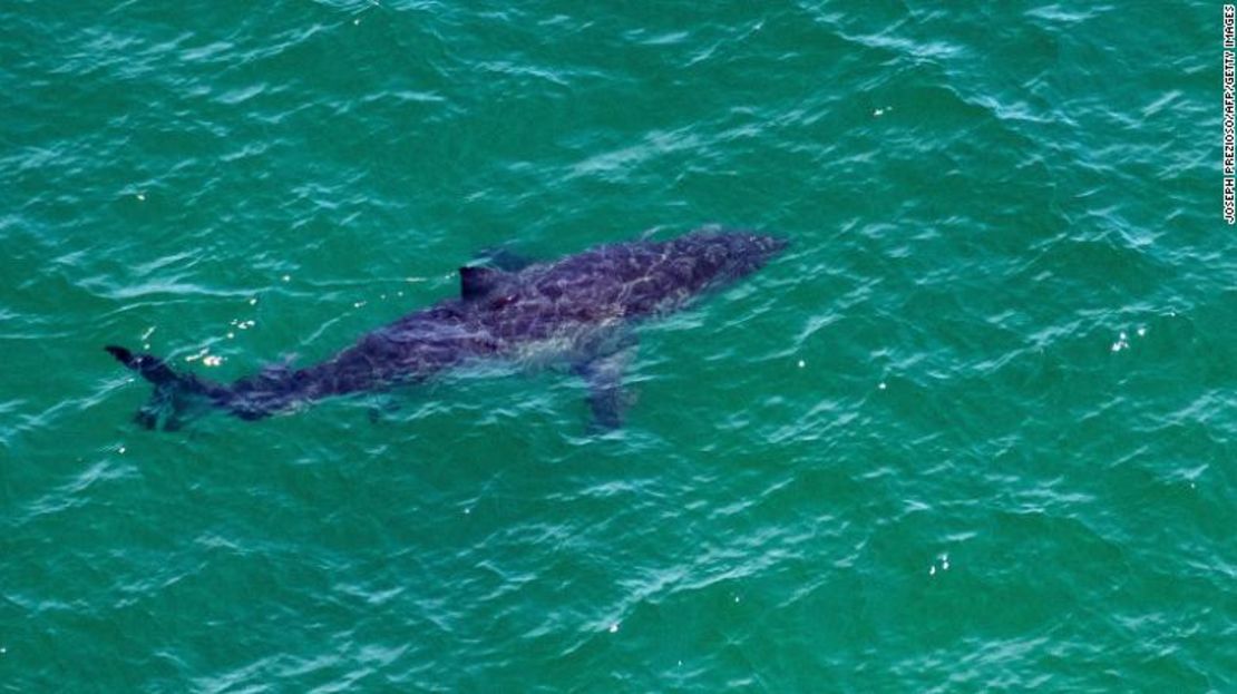 Un gran tiburón blanco nada a unos 50 metros de la costa de Cape Cod National Seashore, Massachusetts el 15 de julio.