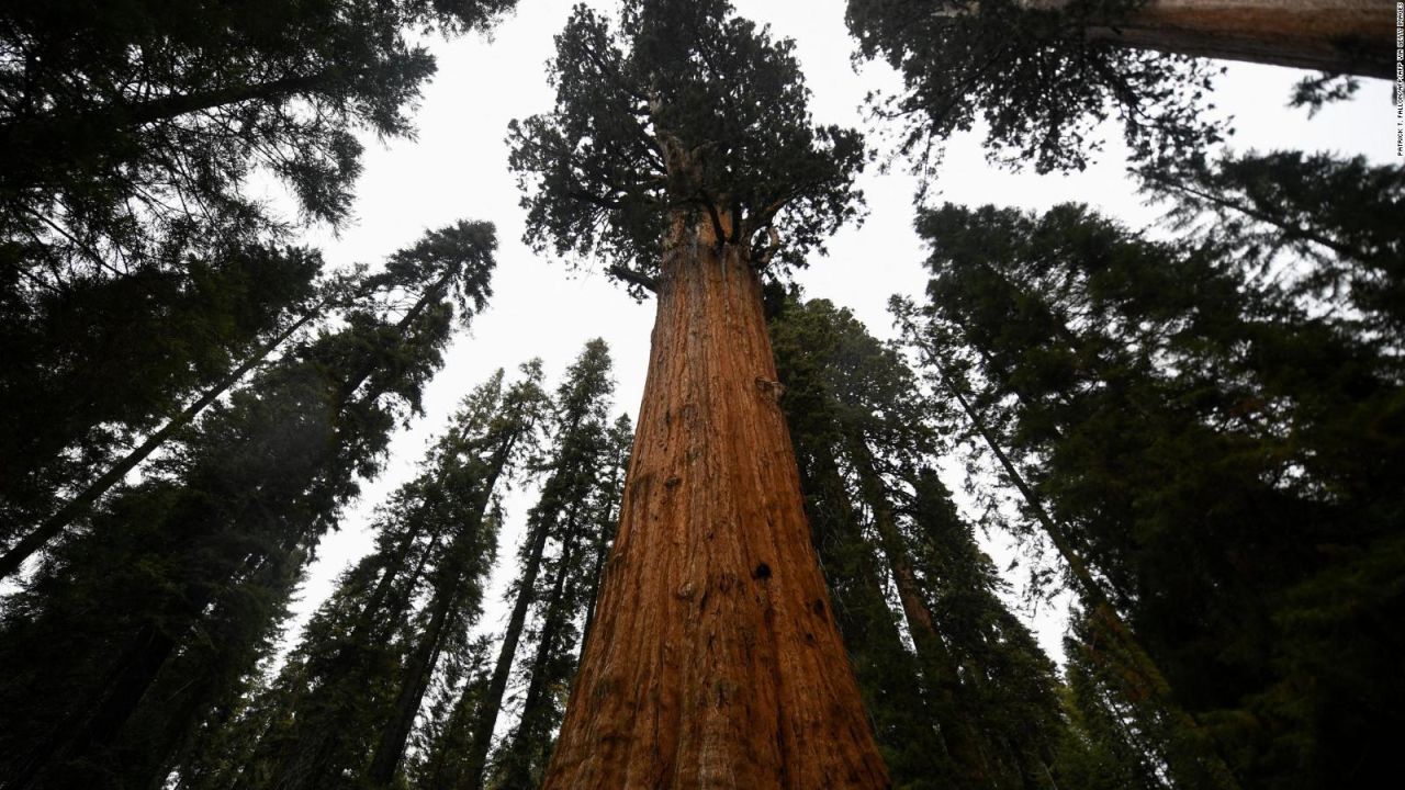 CNNE 1246613 - prohiben visitar el arbol mas alto del mundo