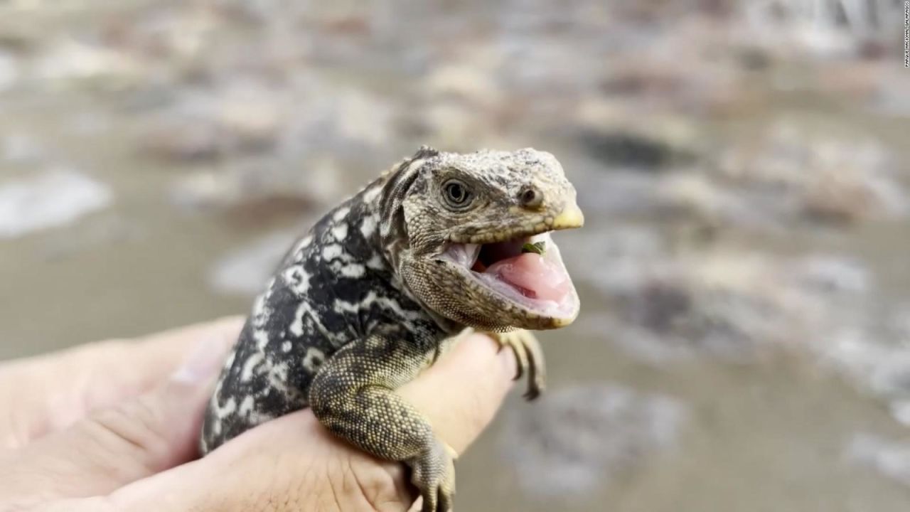 CNNE 1247250 - nacen iguanas en las islas galapagos tras casi 200 anos