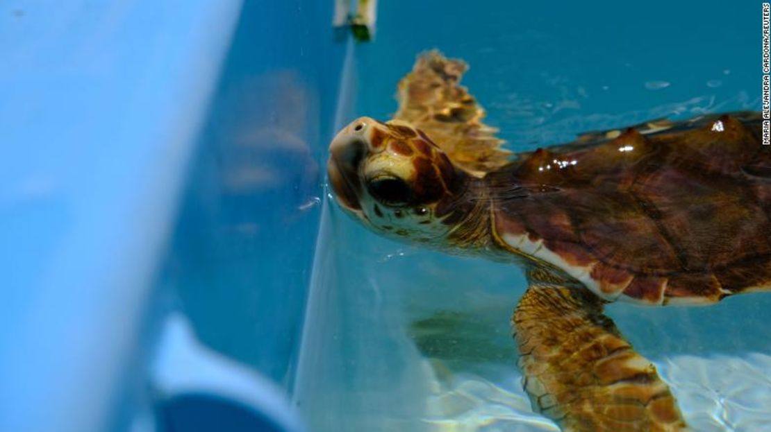 Una tortuga careta nada en el Hospital de Tortugas.