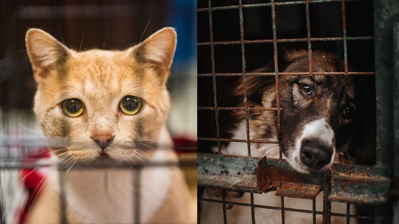 CNNE 1247978 - ¿por que se sacrificaron mas de 355-000 animales abandonados en 2021?