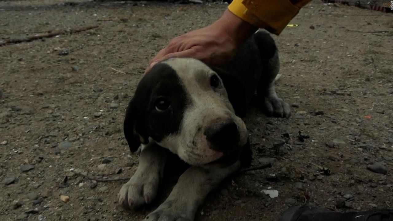 CNNE 1247986 - mira el rescate de un cachorro tras un incendio