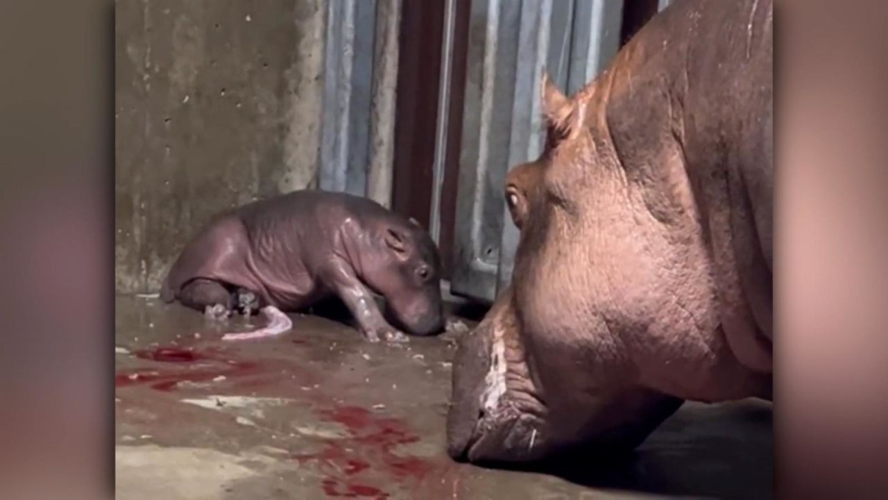 CNNE 1248253 - nace un hipopotamo en el zoologico de cincinnati