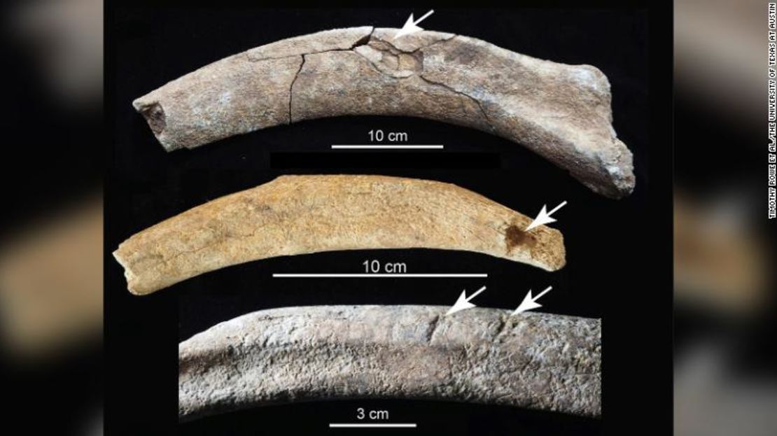 En las costillas del mamut se aprecian marcas de carnicería. La costilla superior muestra una fractura por impacto de fuerza bruta, la costilla del medio muestra una herida punzante y la costilla inferior muestra marcas de corte.