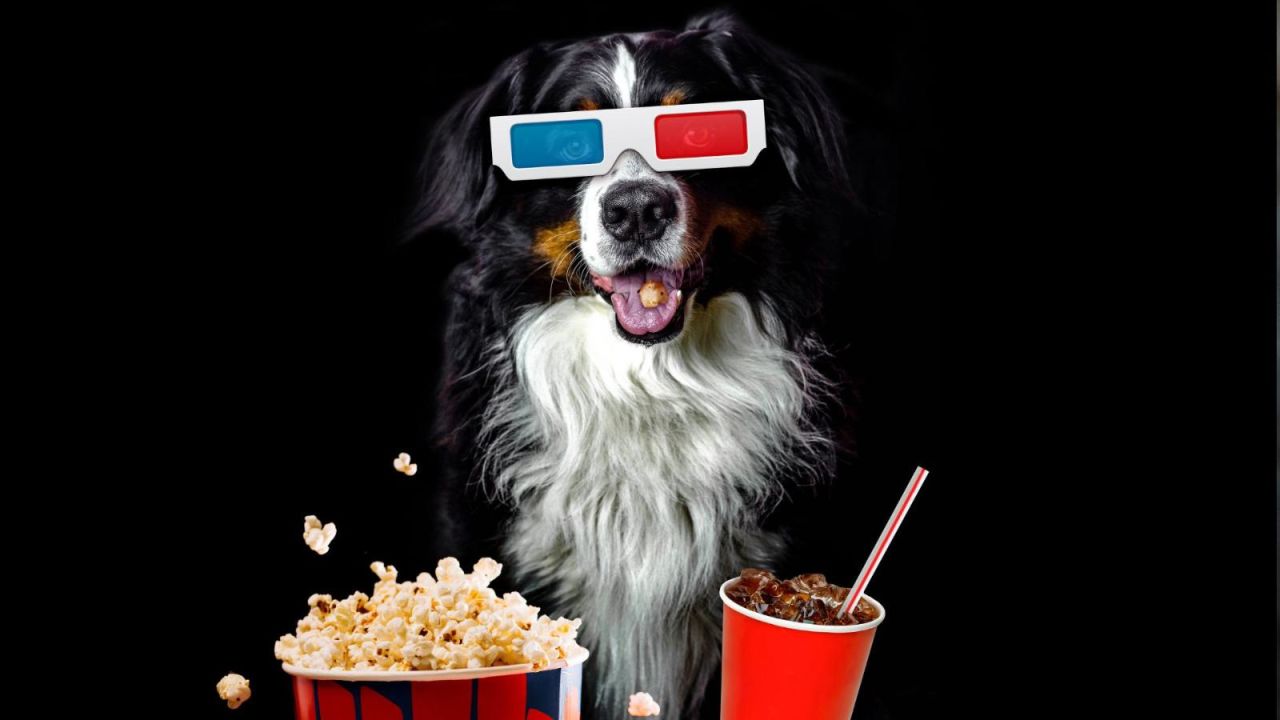 CNNE 1249146 - en esta sala de cine podras disfrutar de la pelicula con tu perro