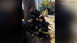 CNNE 1249709 - el emocionante rescate de un perro en buenos aires