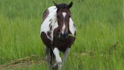 CNNE 1249989 - mitos y realidad- estos son los ponis de chincoteague